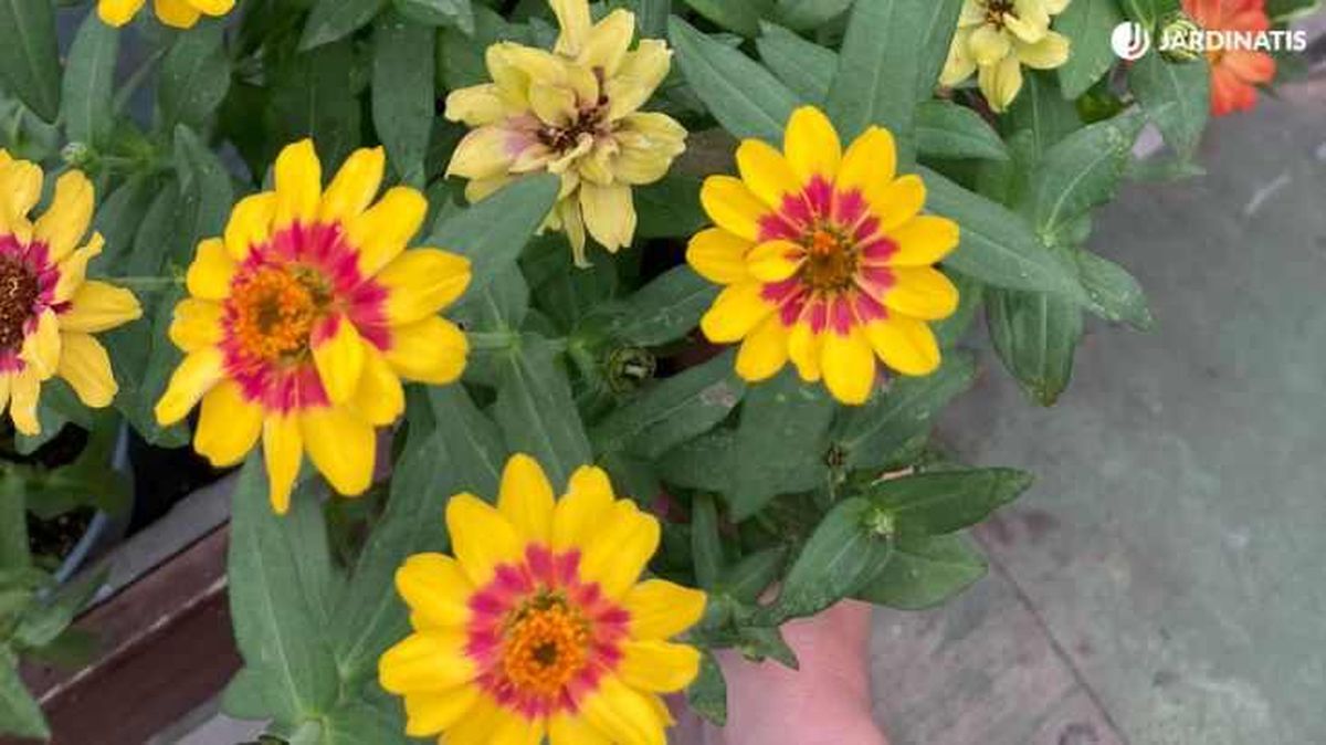 Zinnia de color amarillo y fucsia