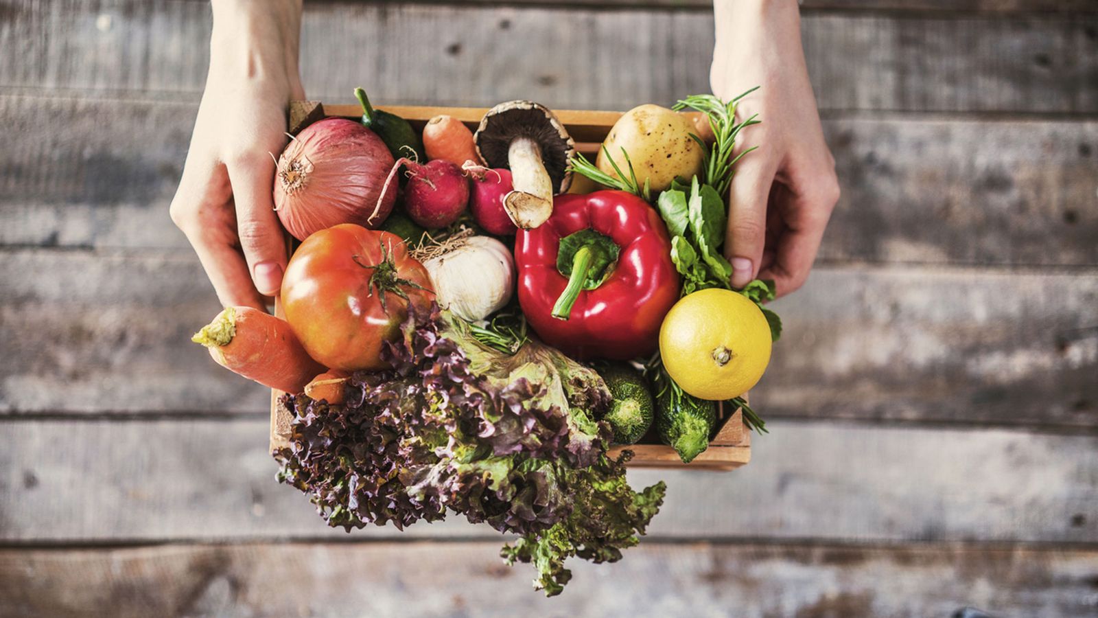 alimentos bio eco xl