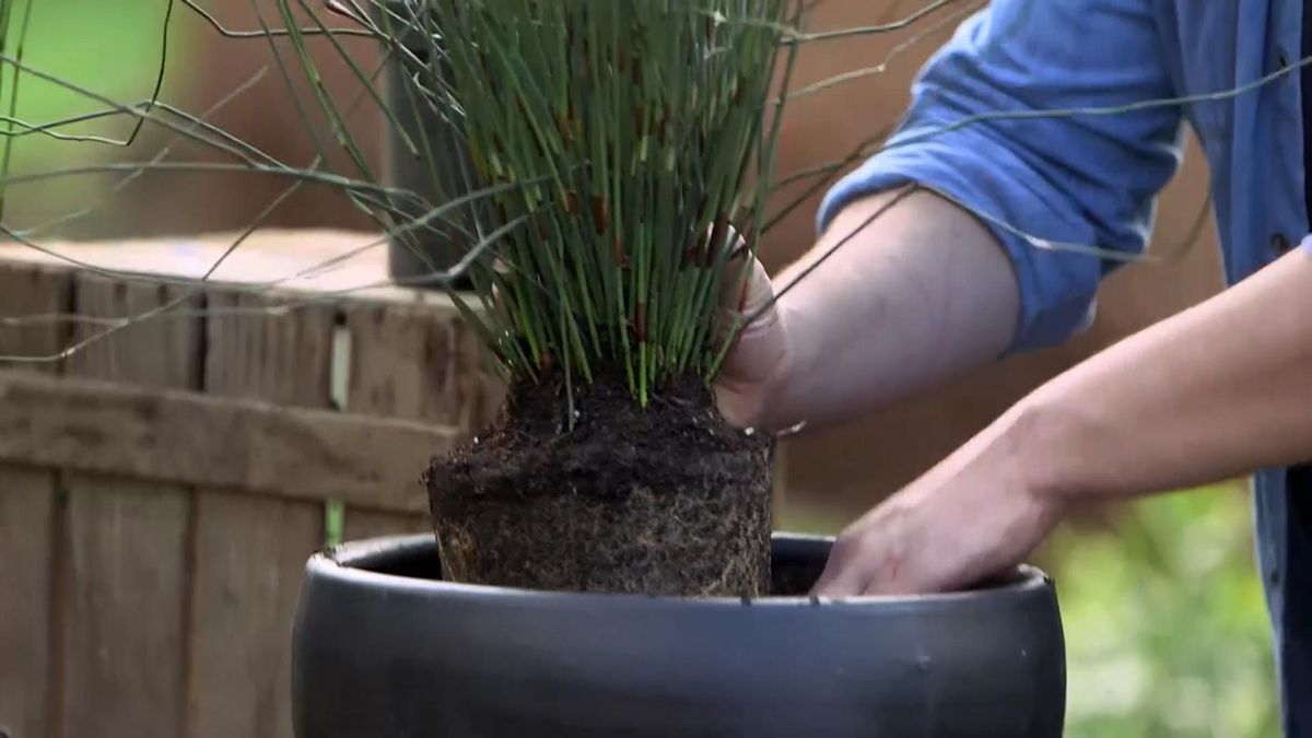 979 jardineria restio multiplicar