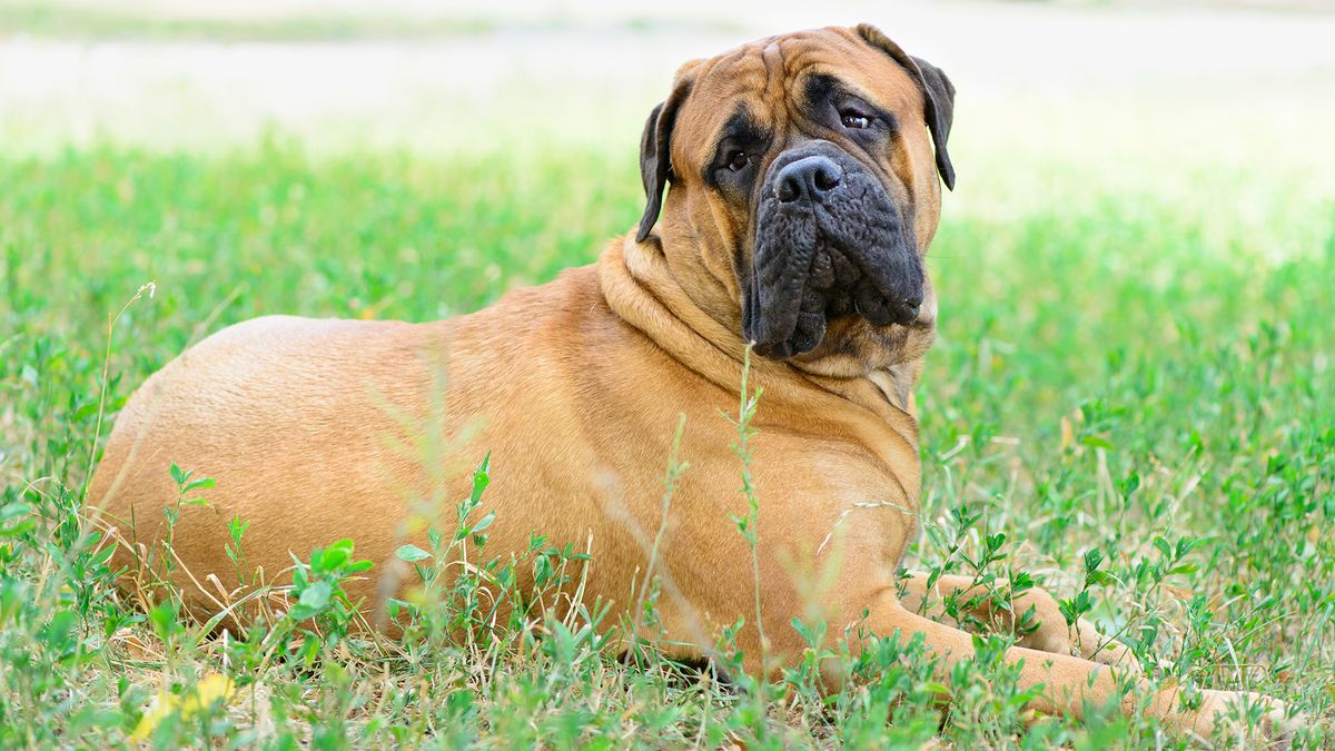 razas perros Bullmastif