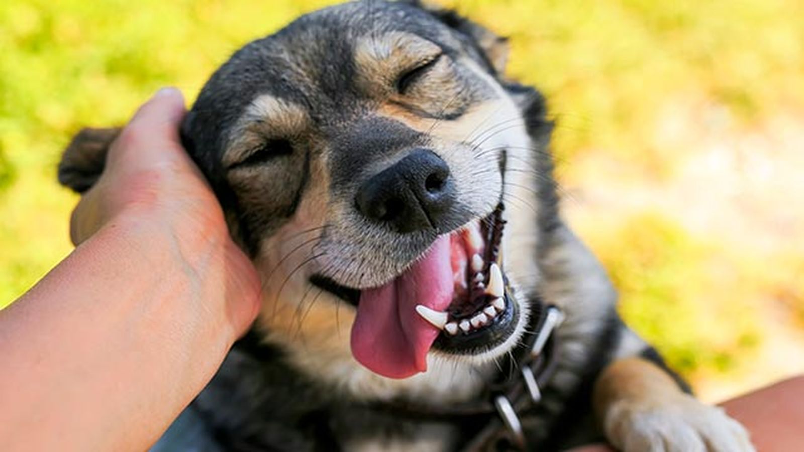 perro mimoso perro mimoso