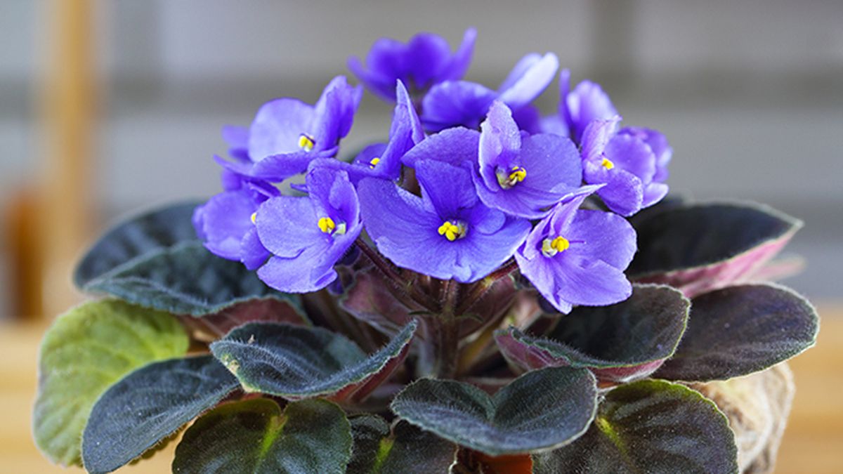 violeta africana Saintpaulia planta interior con flores