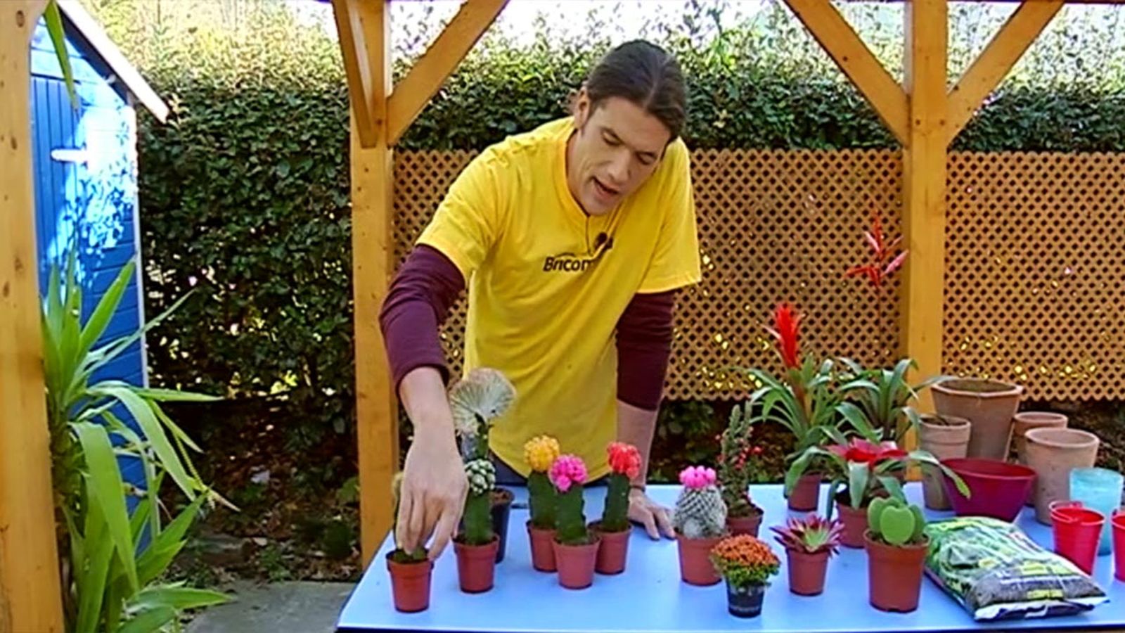 brico 681 plantas pequenas vestir la mesa brico 681 plantas pequenas vestir la mesa
