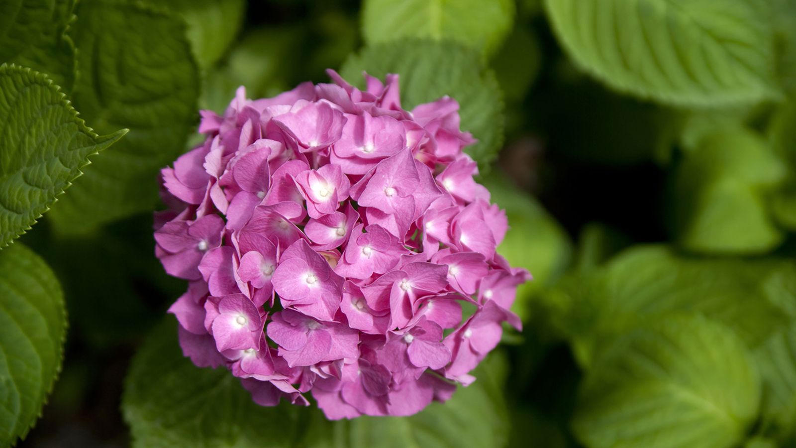 hortensia planta hortensia planta