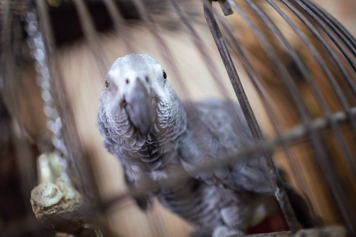 Existen dos subespecies principales del popular loro gris africano.