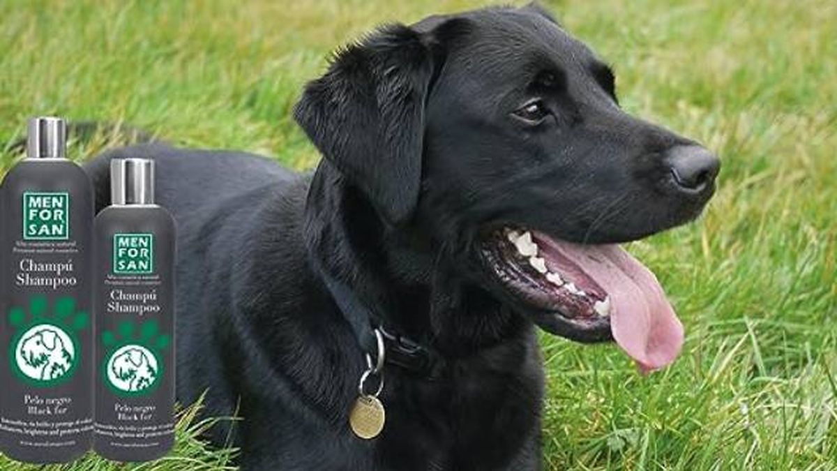 perros de pelo negro oscuro champu especifico