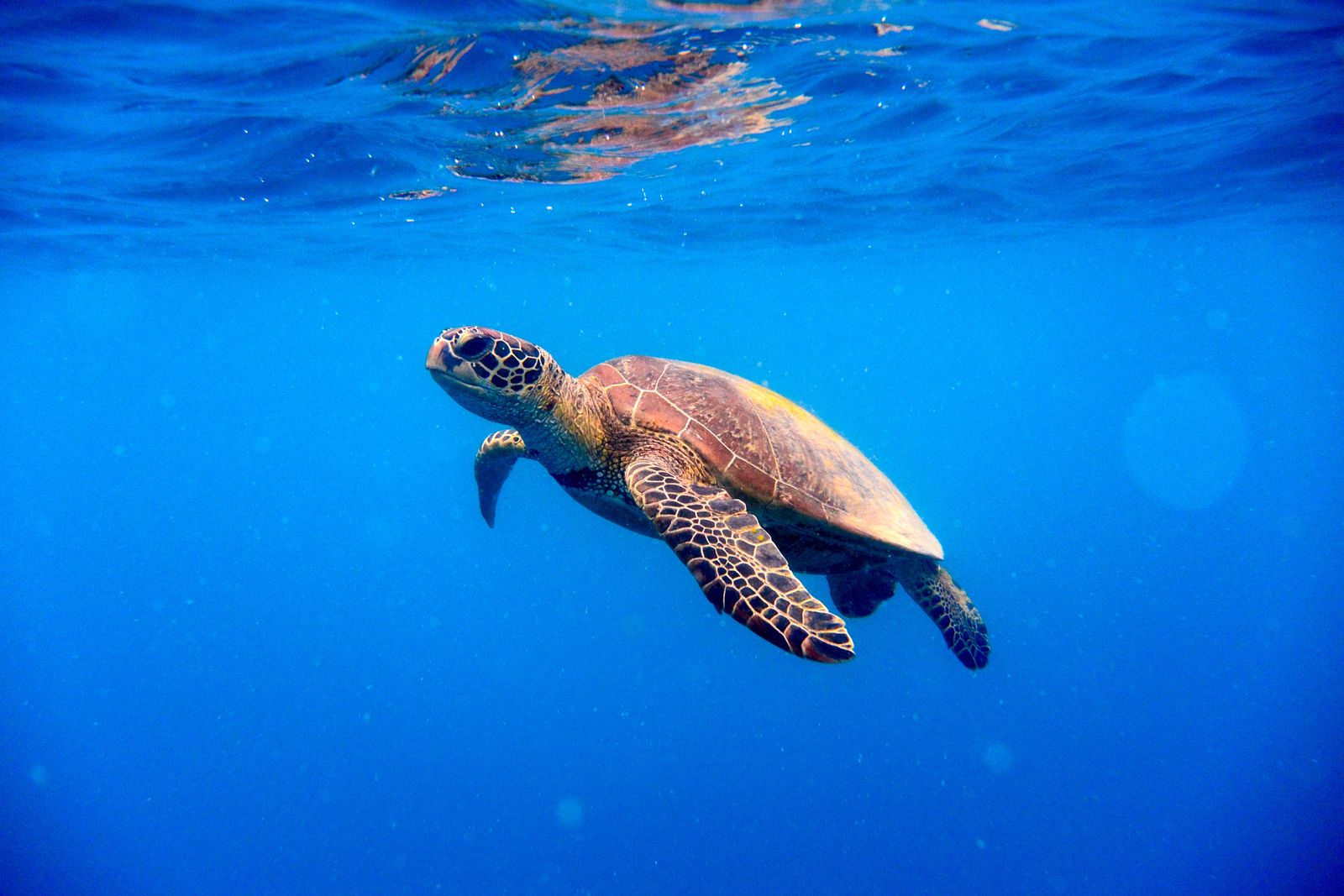 tortuga tortuga
