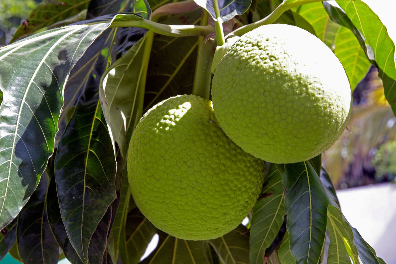 fruta de pan fruta de pan