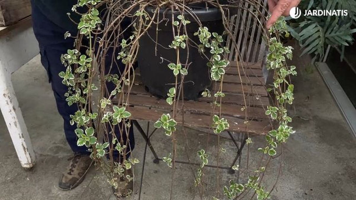 Puede adquirir un porte rastrero o colgante