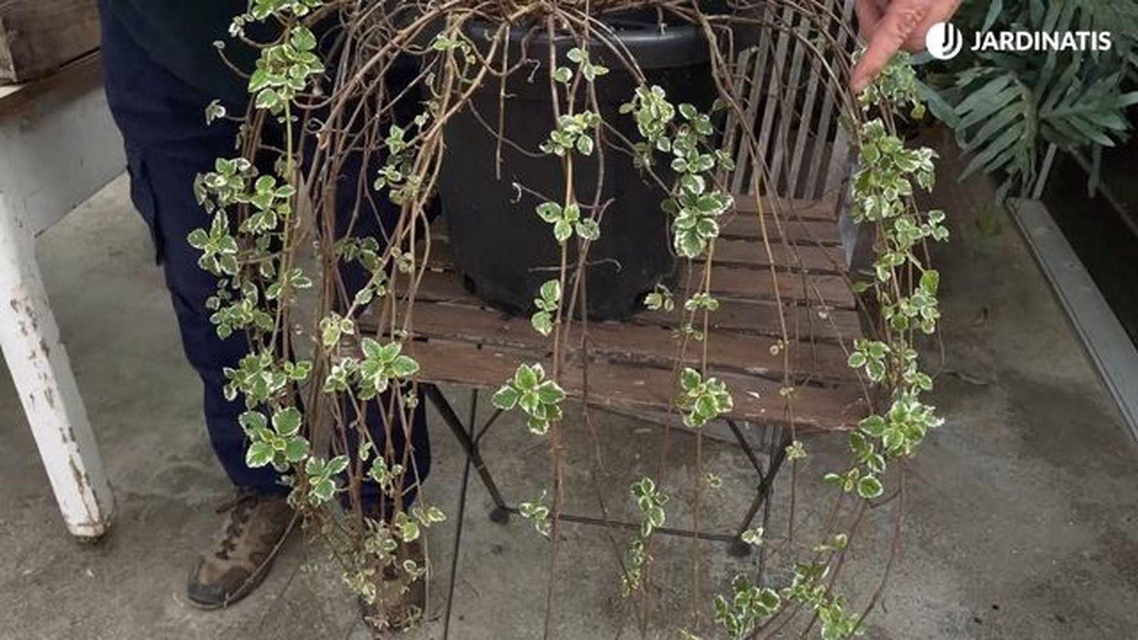 Puede adquirir un porte rastrero o colgante Puede adquirir un porte rastrero o colgante