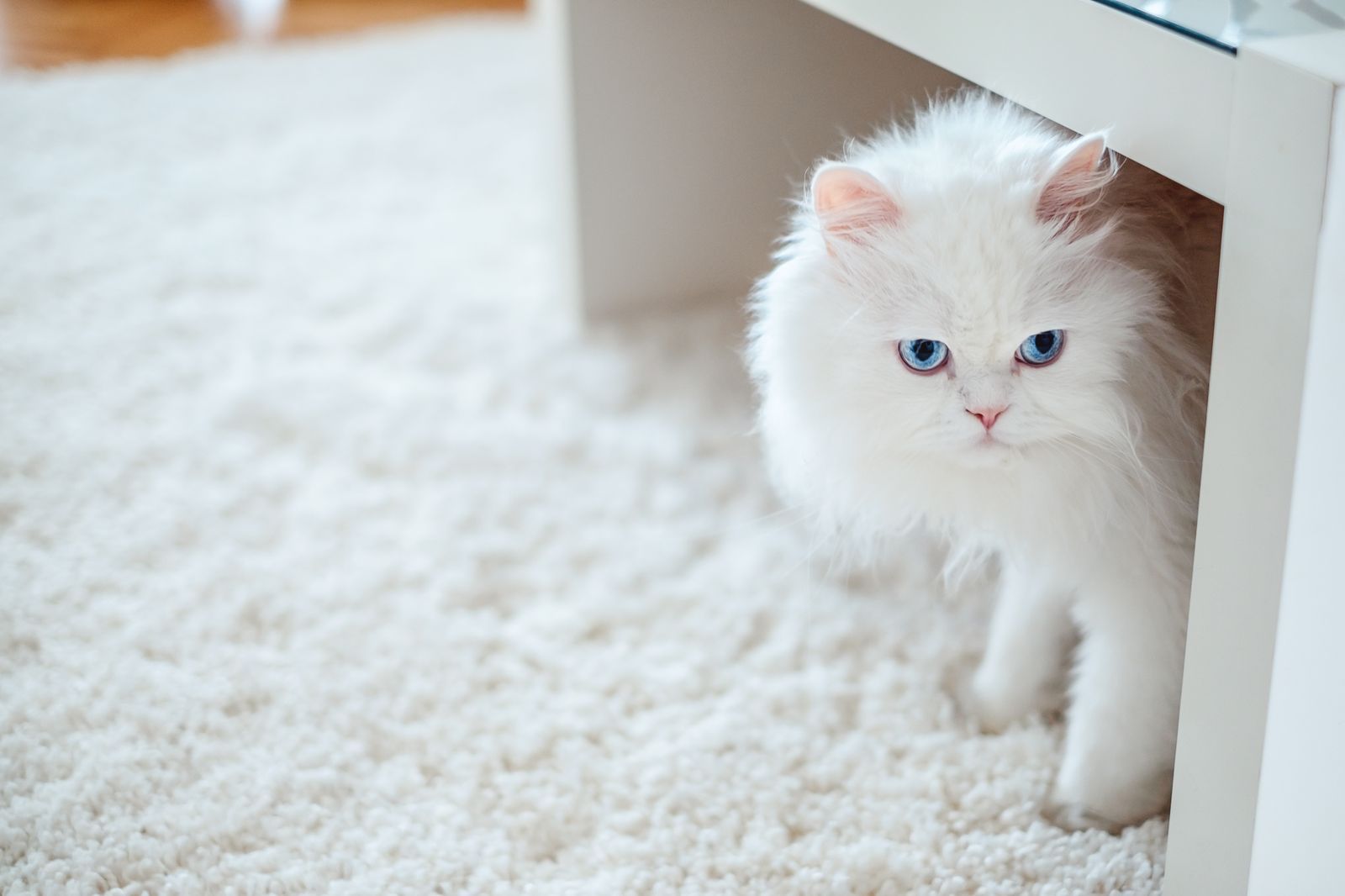 gato blanco persa gato blanco persa