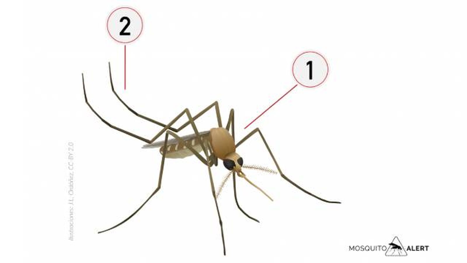 mosquitos transmisores de enfermedades mosquito comun mosquitos transmisores de enfermedades mosquito comun
