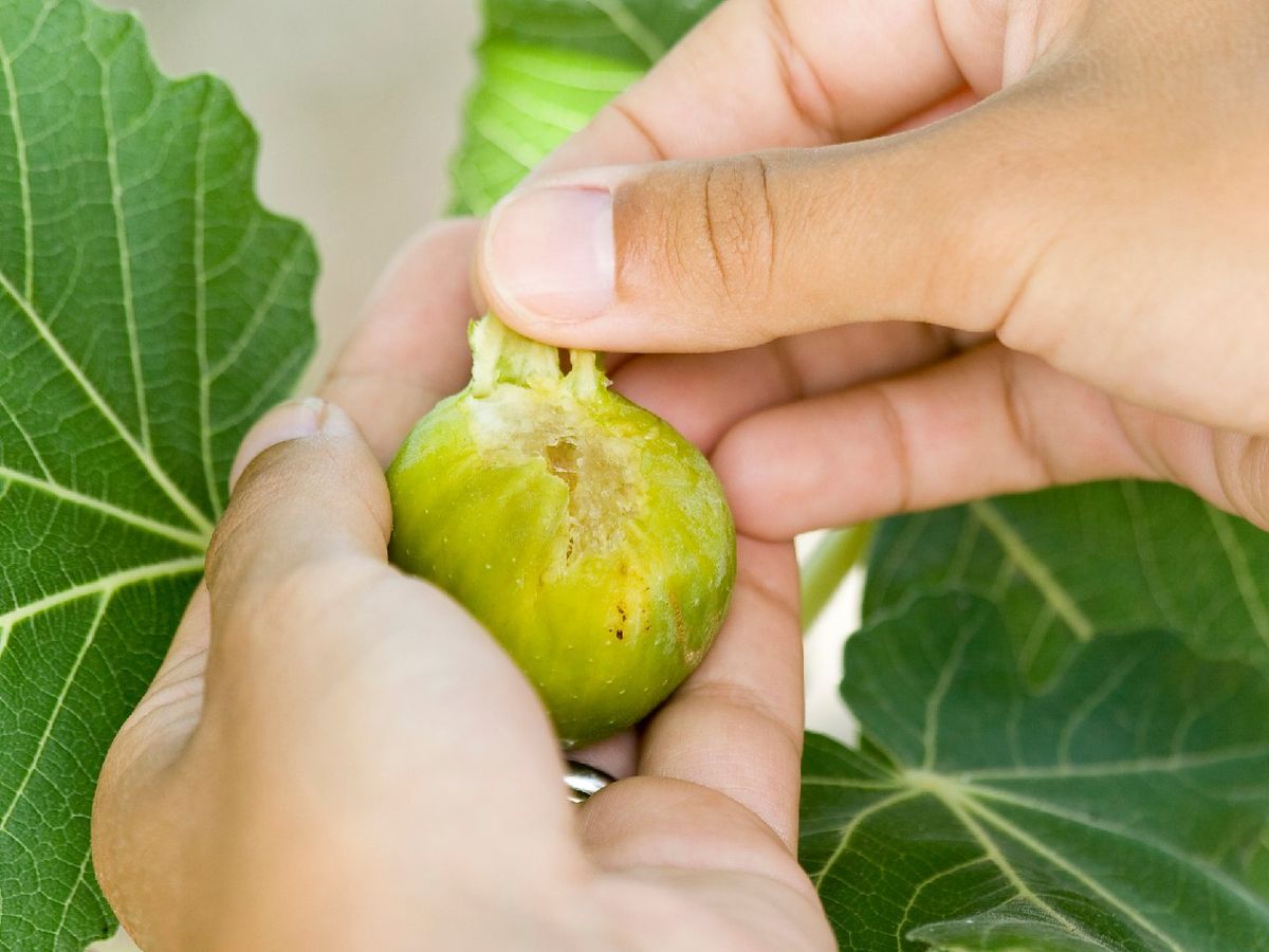 Los higos blancos se caracterizan por una piel más fina y delicada