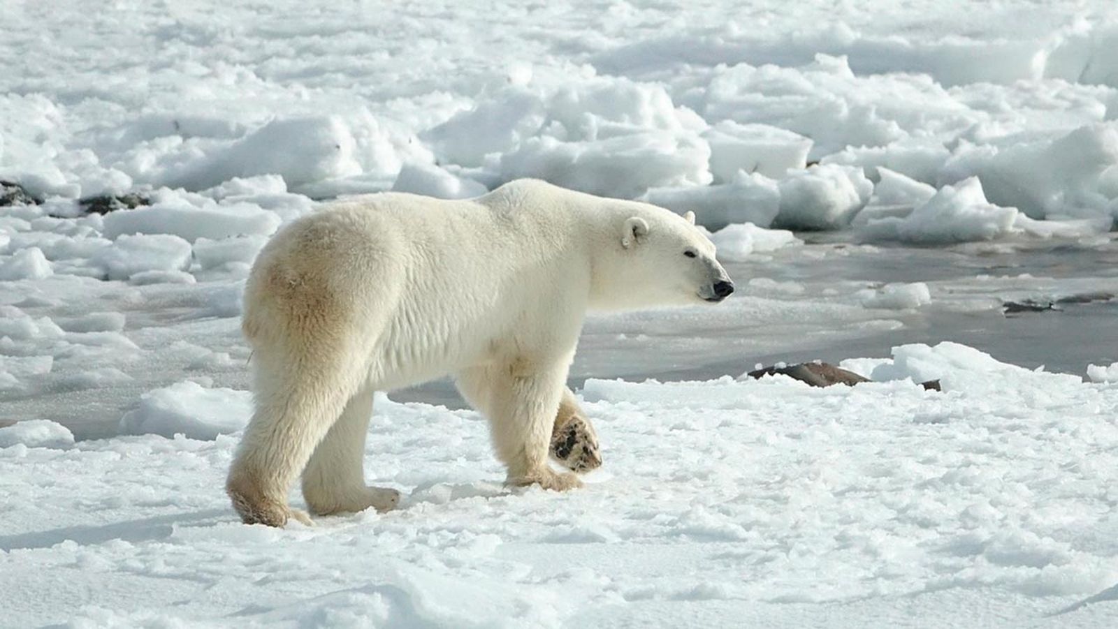oso polar portada