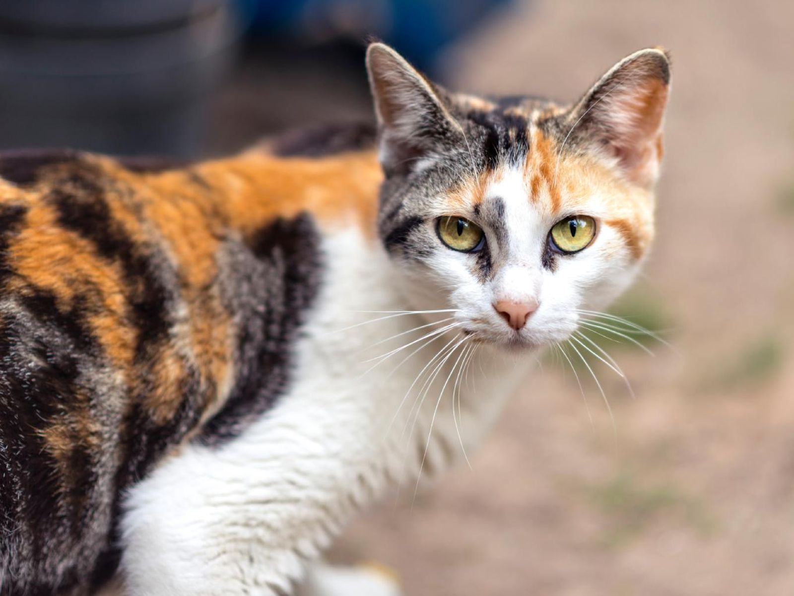 Gata calicó.
