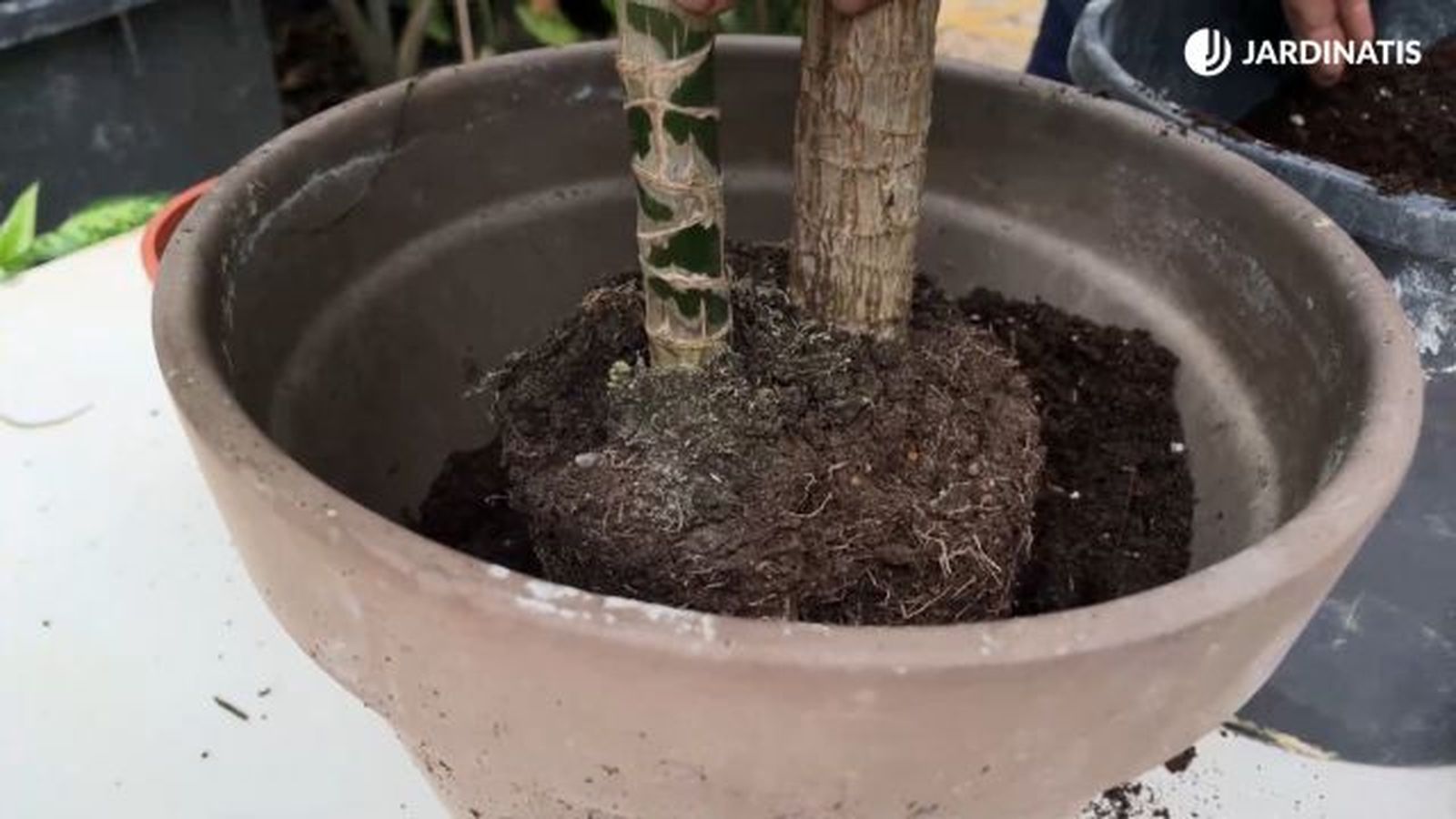 como trasplantar palo de brasil jardinatis 23 37 como trasplantar palo de brasil jardinatis 23 37