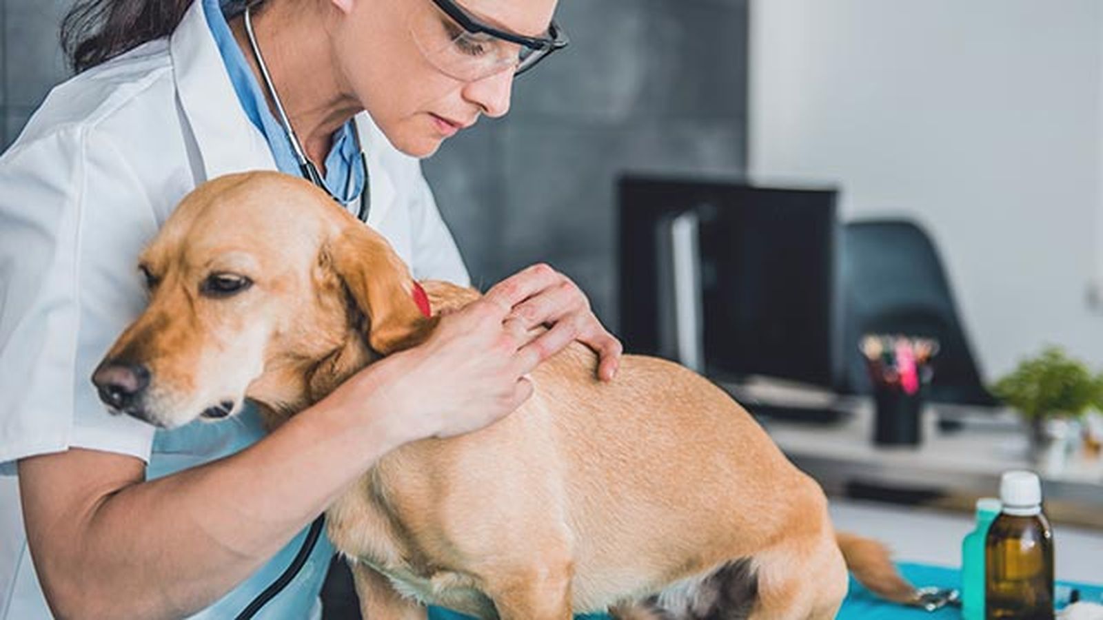 sarna perros veterinario sarna perros veterinario