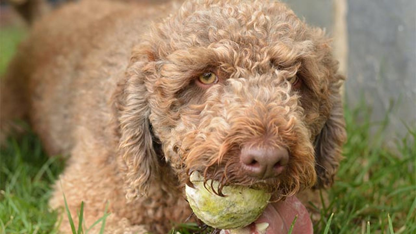 perro de aguas pelota perro de aguas pelota