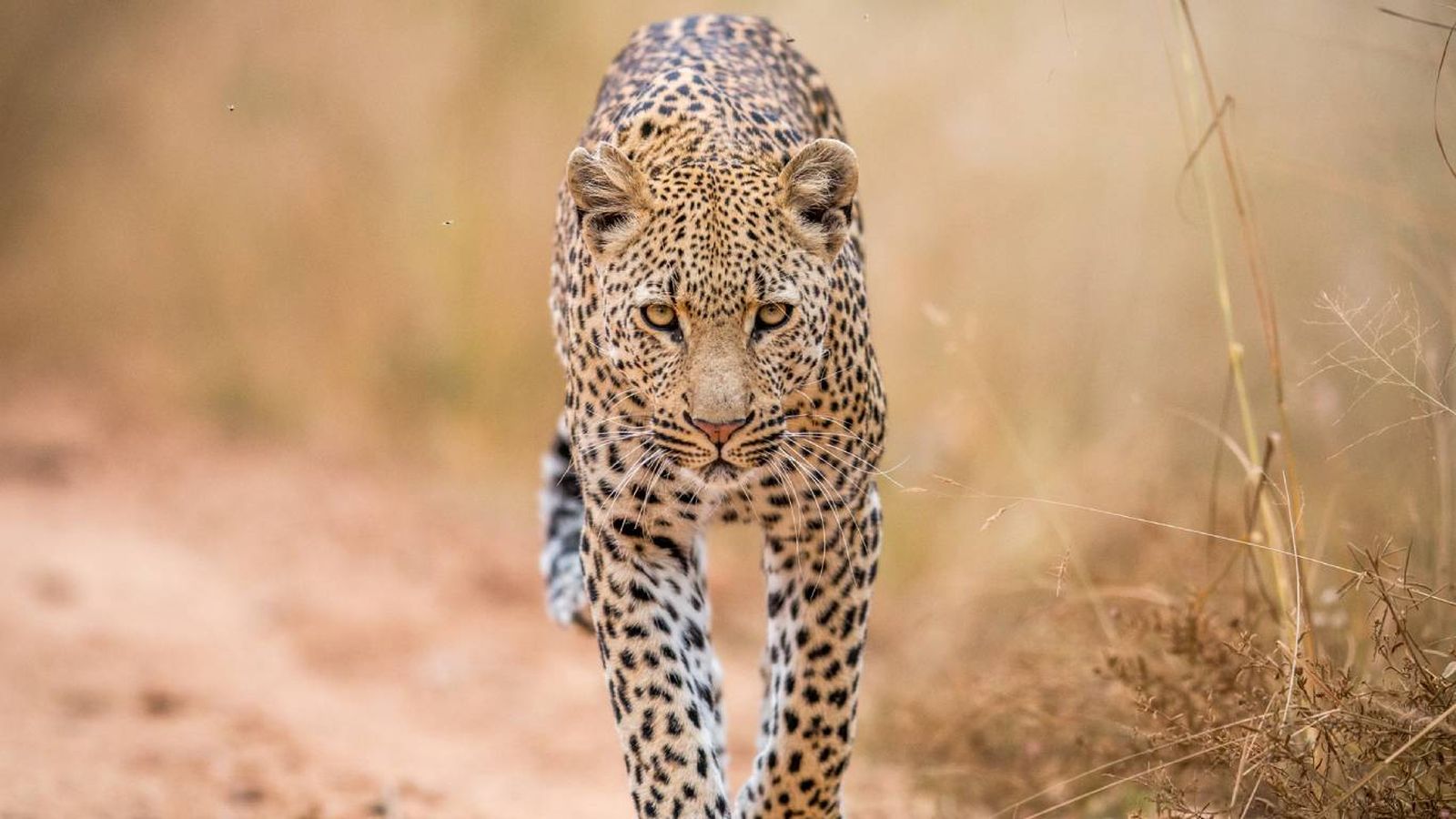 ¿Qué es un leopardo? ¿Qué es un leopardo?