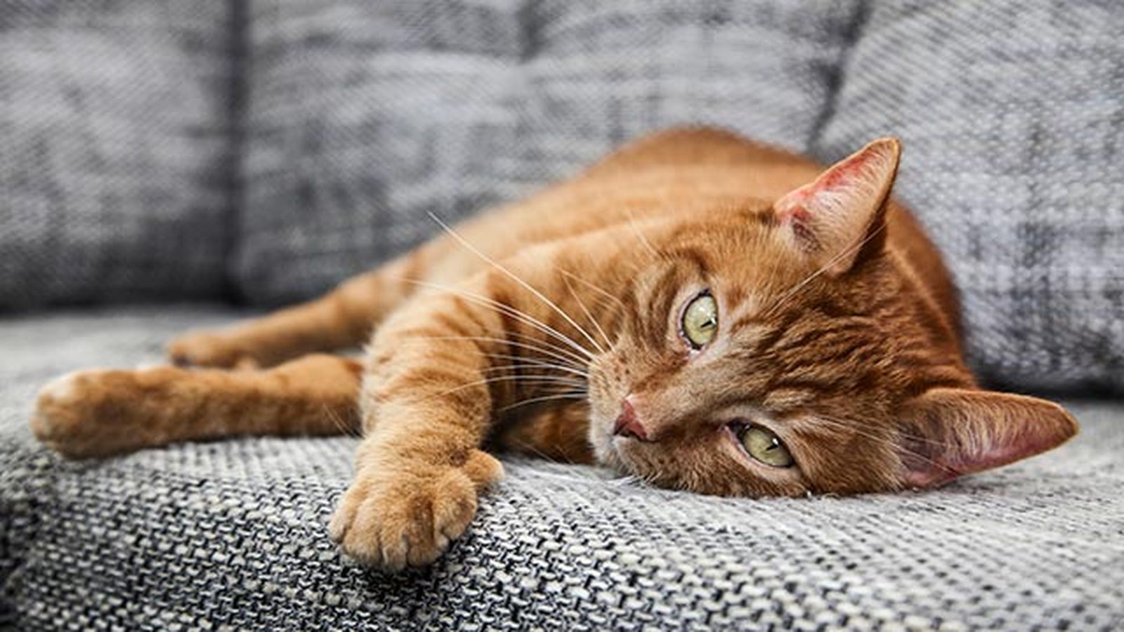 gato naranja tumbado gato naranja tumbado