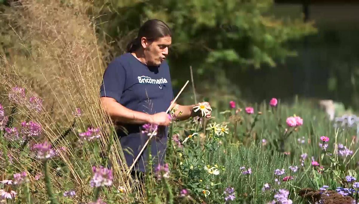 966 semillas dalias plantadas