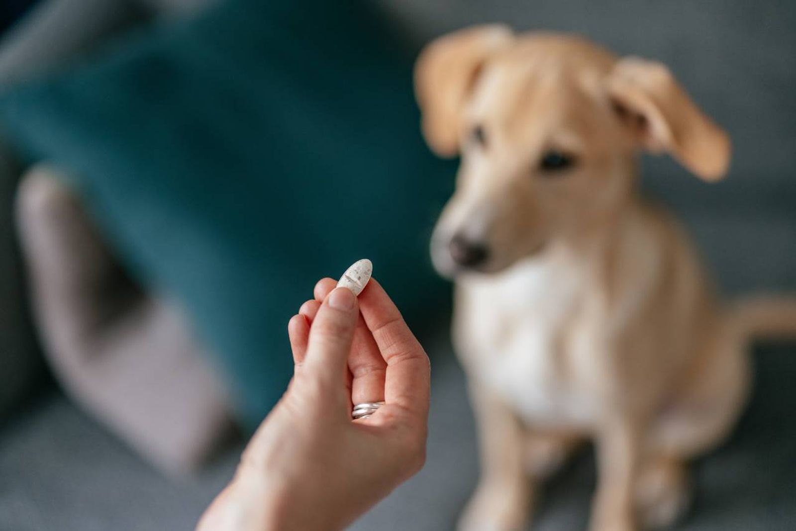 Muchas mascotas podrían estar en riesgo, ya que sin antibióticos se encontrarían menos seguras.