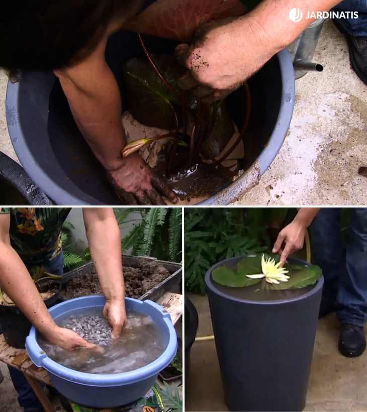 Plantar nenúfar en un contenedor