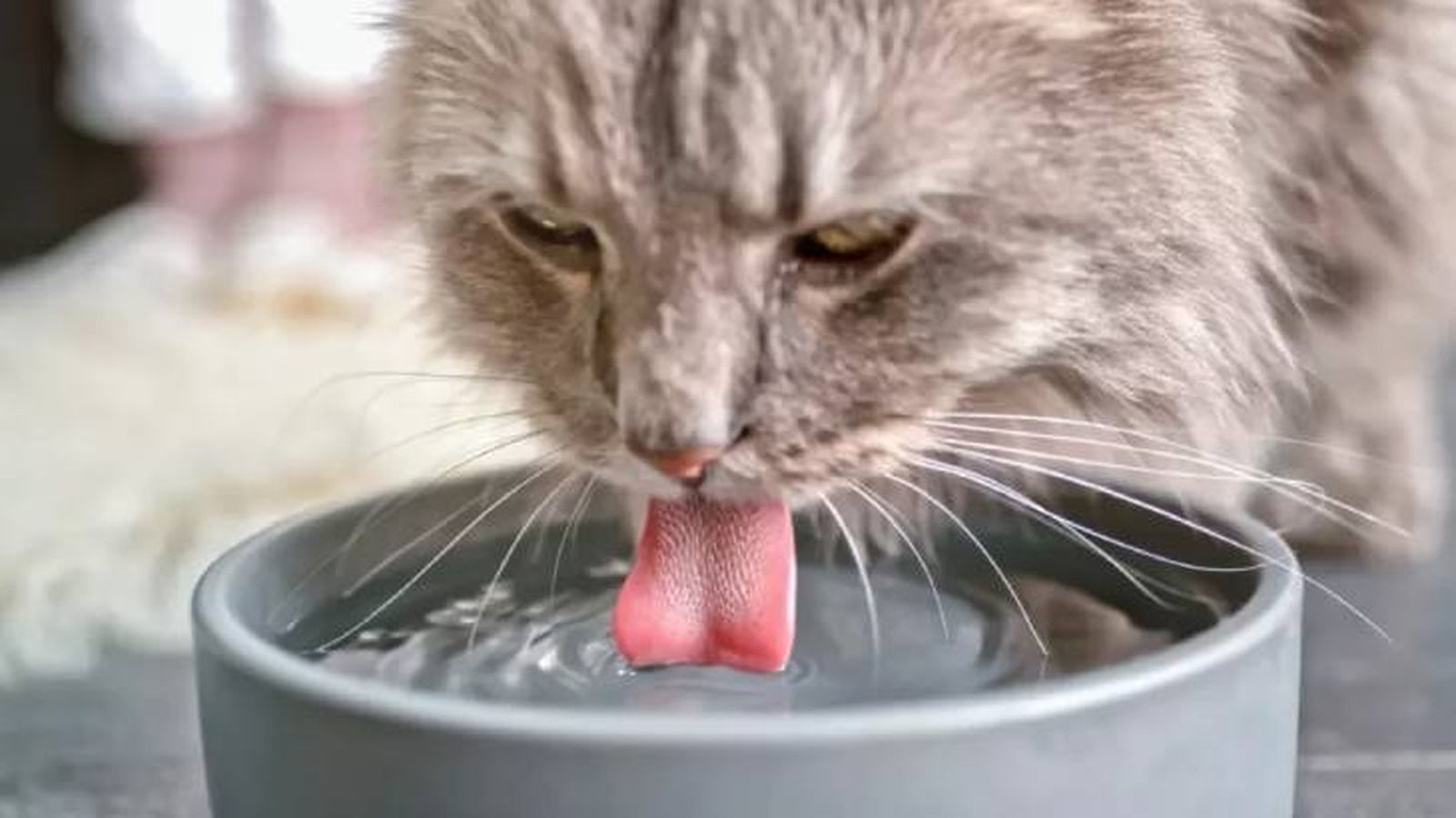 por que mi gato bebe mucha agua 4 (1) por que mi gato bebe mucha agua 4 (1)