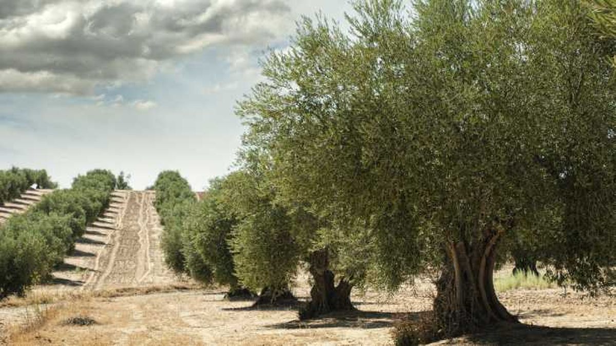 arbol frutal olivo