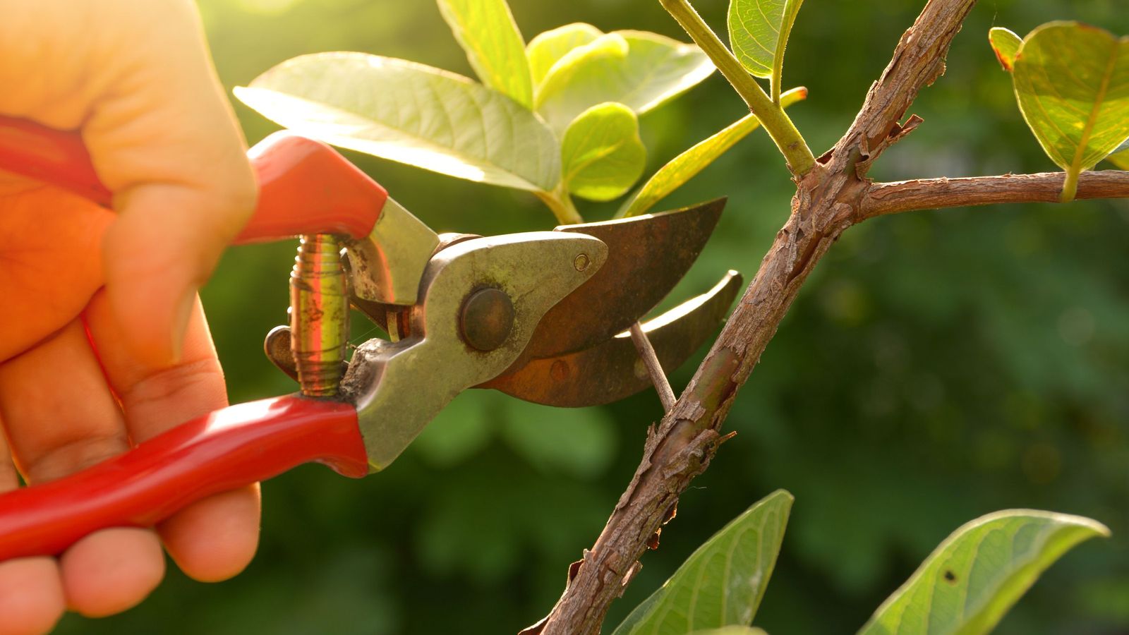 La poda es fundamental para el crecimiento de las plantas