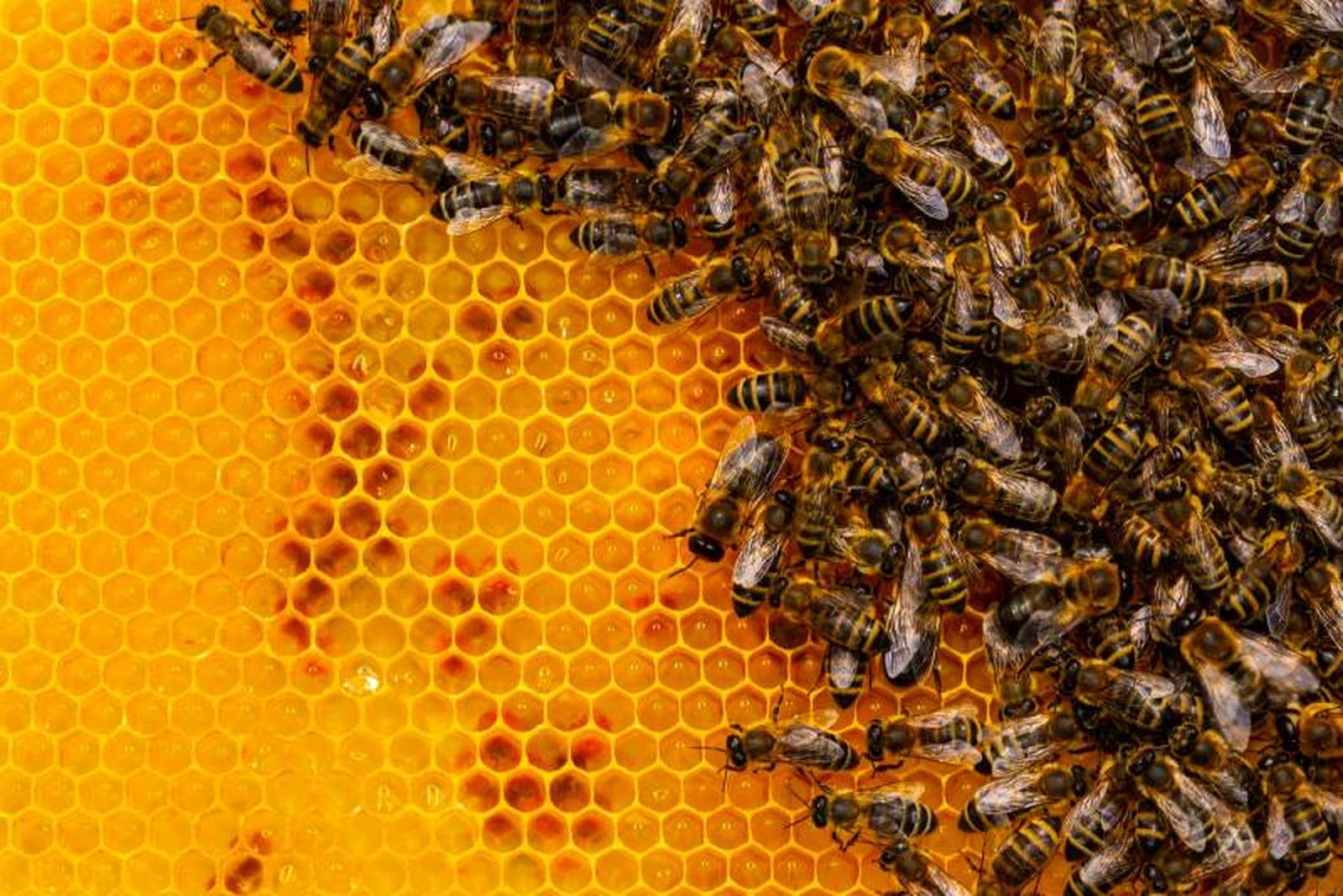 La arrenotoquia es la partenogénesis que se practica en muchos insectos. La arrenotoquia es la partenogénesis que se practica en muchos insectos.
