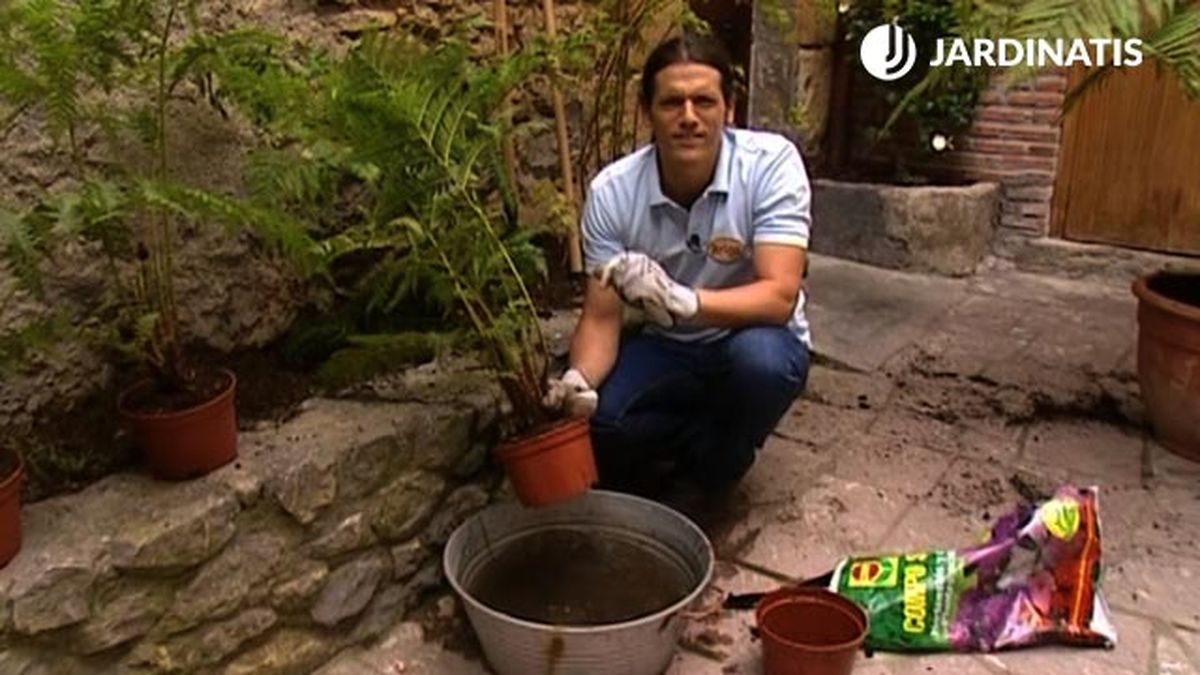 plantacion de la Cyathea cooperi helecho arboreo brico 463 jardin xl