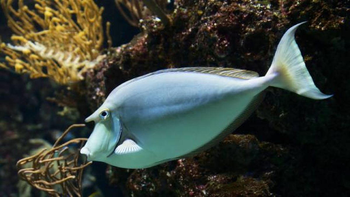 animales que empiezan por n peces unicornio