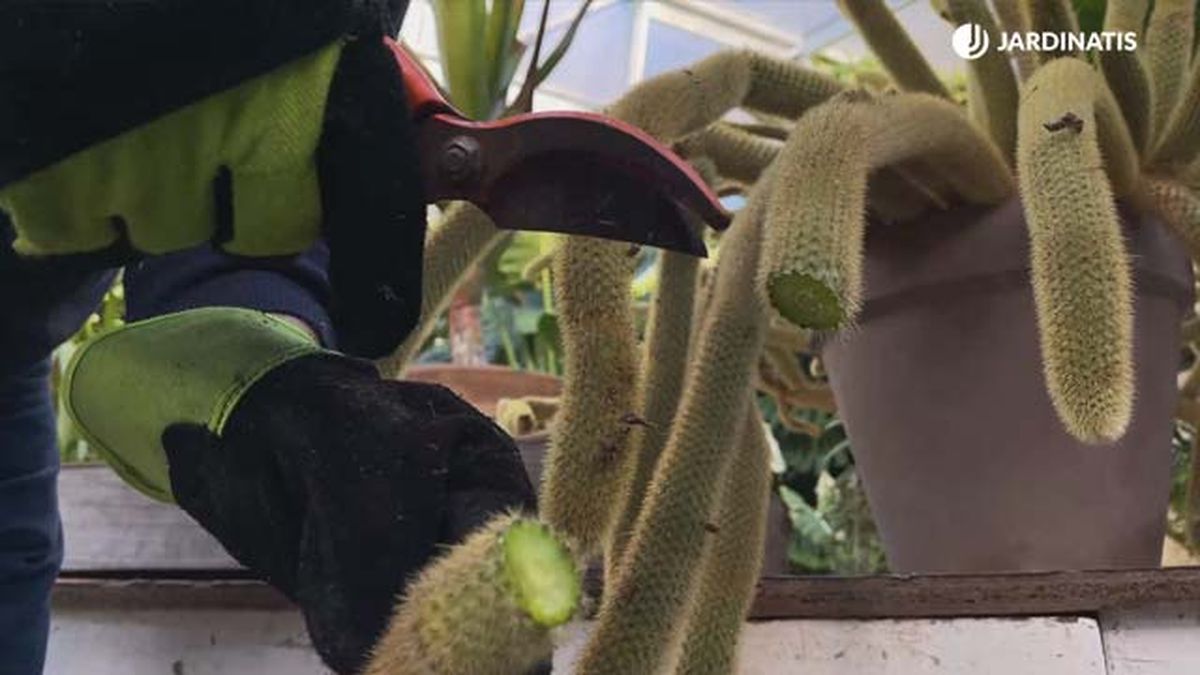 sanear tallo congelado de cleistocactus winteri jardinatis