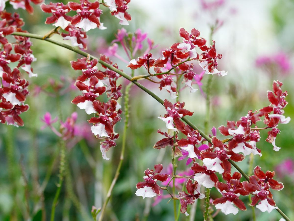 Es más tolerante al calor que otras orquídeas