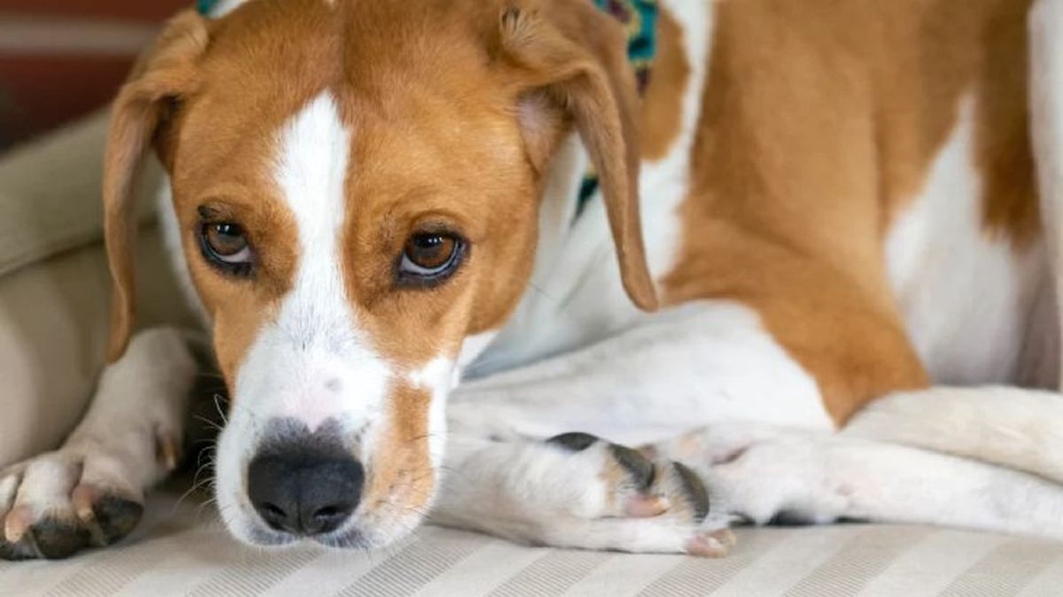 torsion de estomago en perros 4