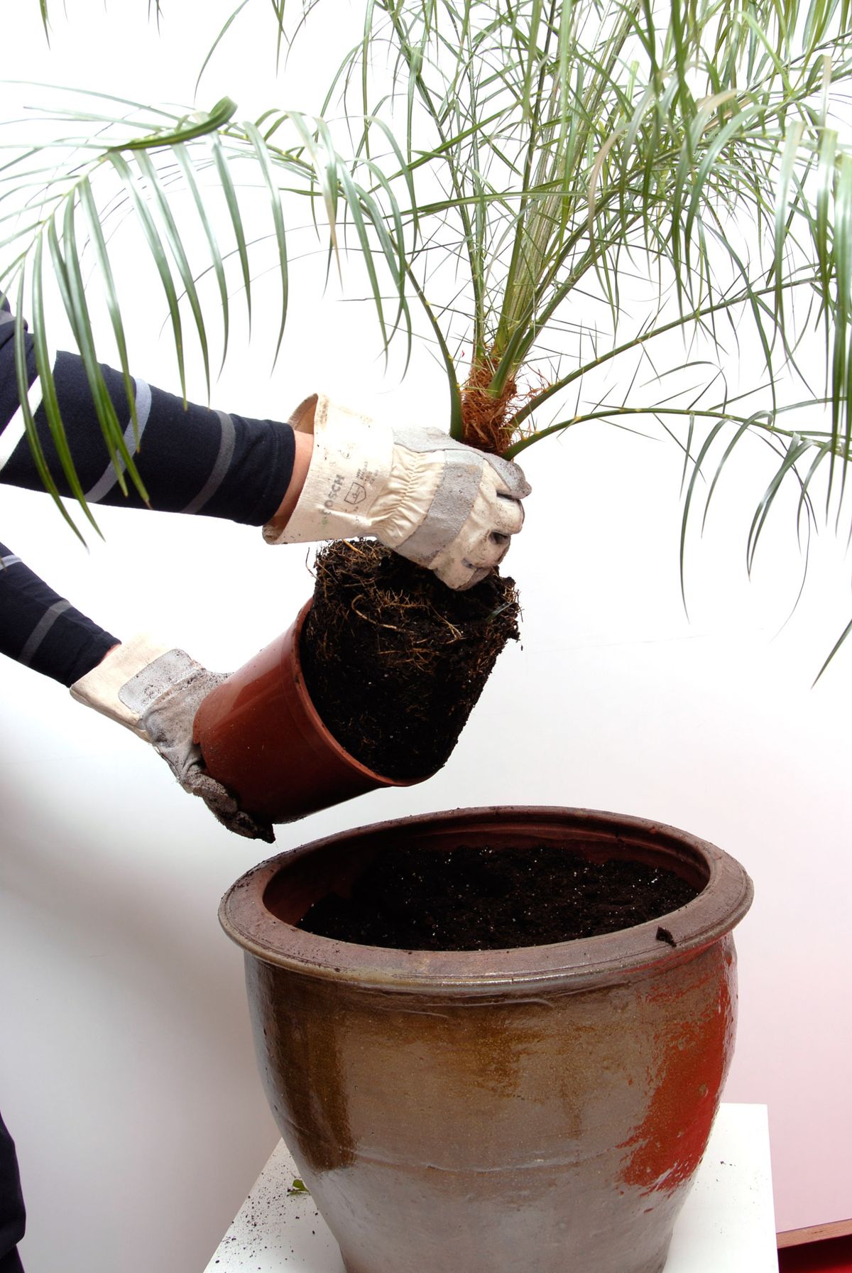 Composición con Palmera de Roebelen, Geranios y Petunias p1