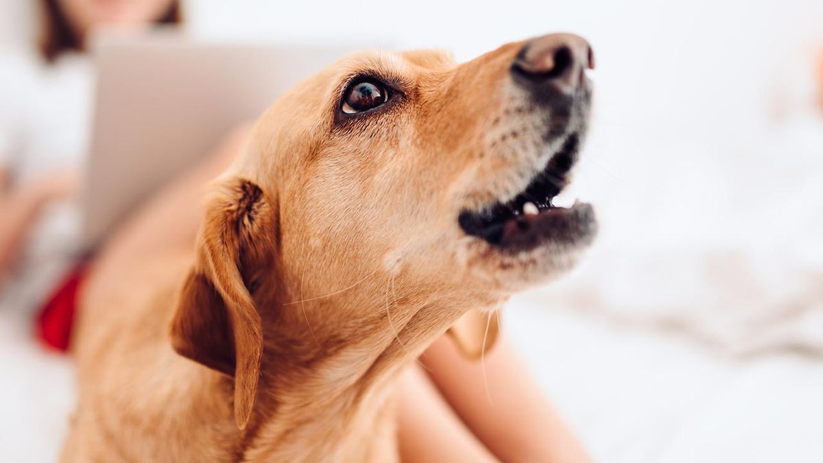 trastornos emocionales perros 4