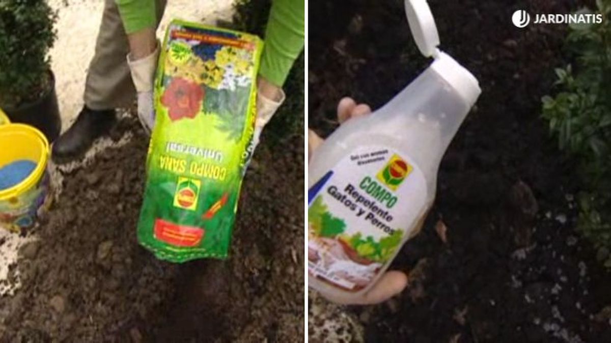 plantacion boj jardin brico 424