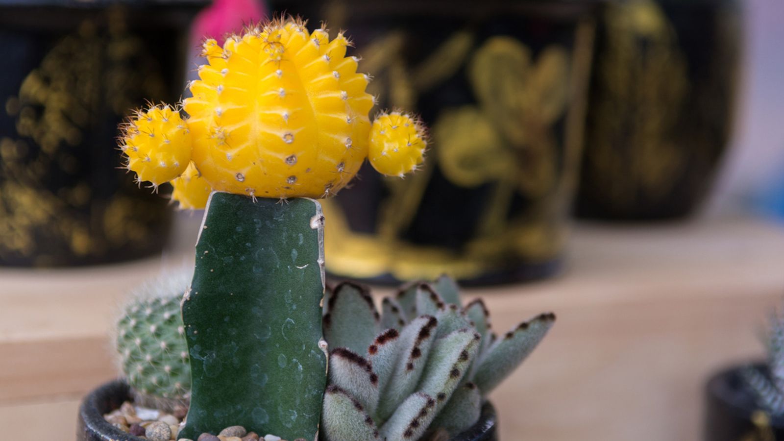 Gymnocalycium mihanovichii cactus injertado Gymnocalycium mihanovichii cactus injertado