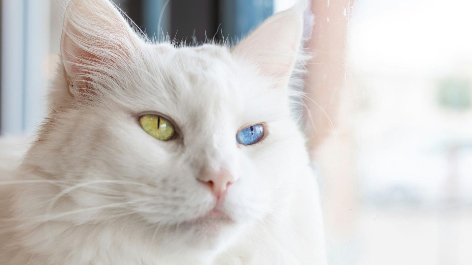 Gato blanco de pelo largo con un ojo verde y otro azul.