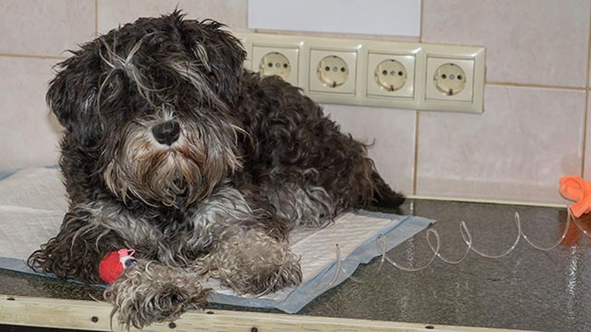parasitos frecuentes perros donante sangre