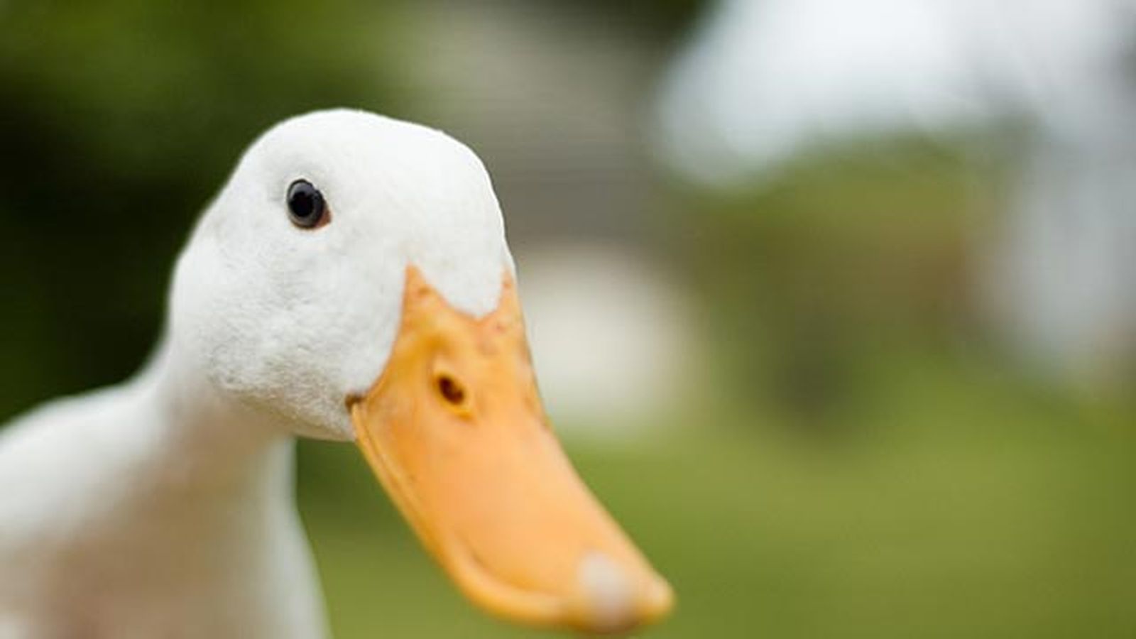 pato