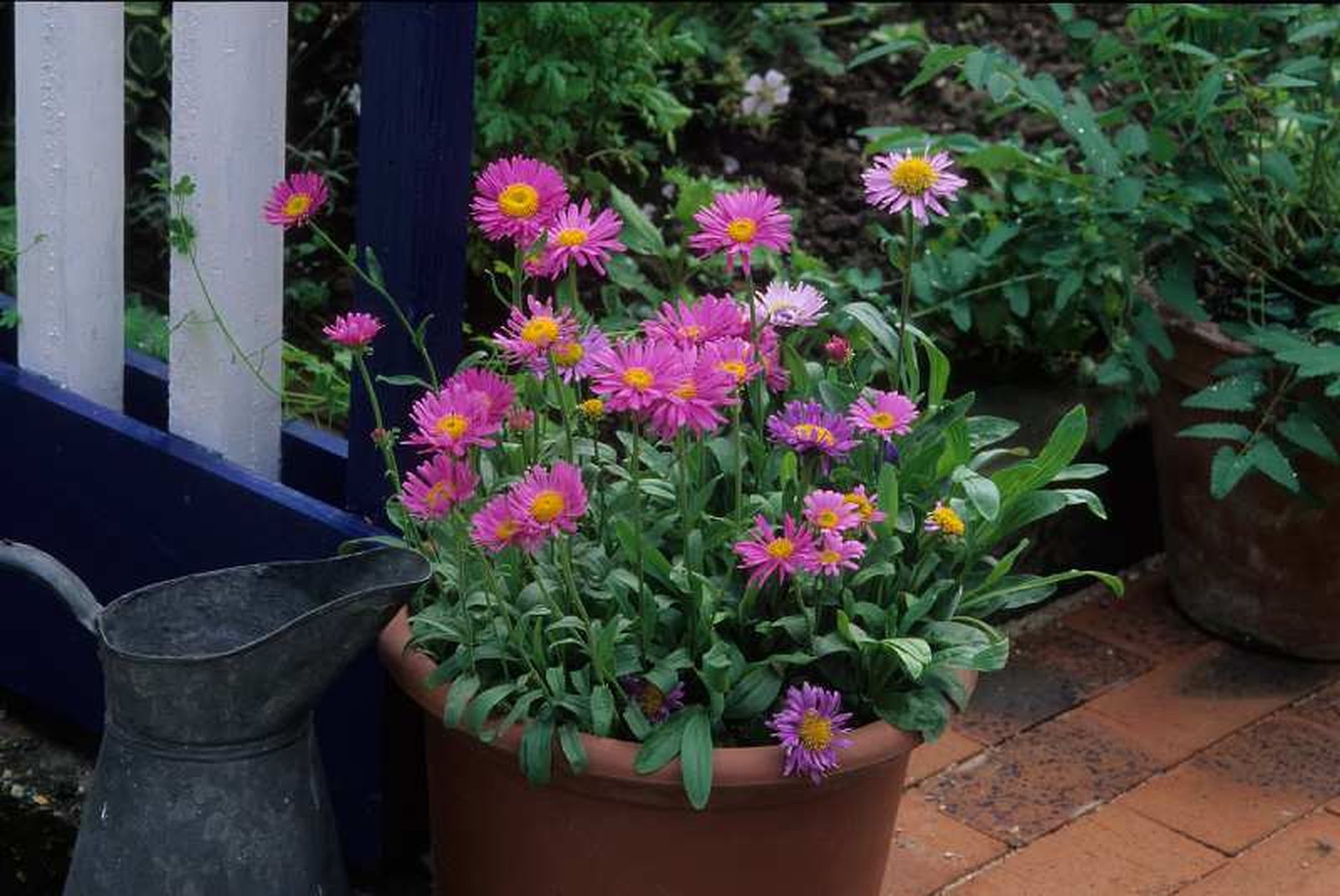 Aster alpinus Aster alpinus