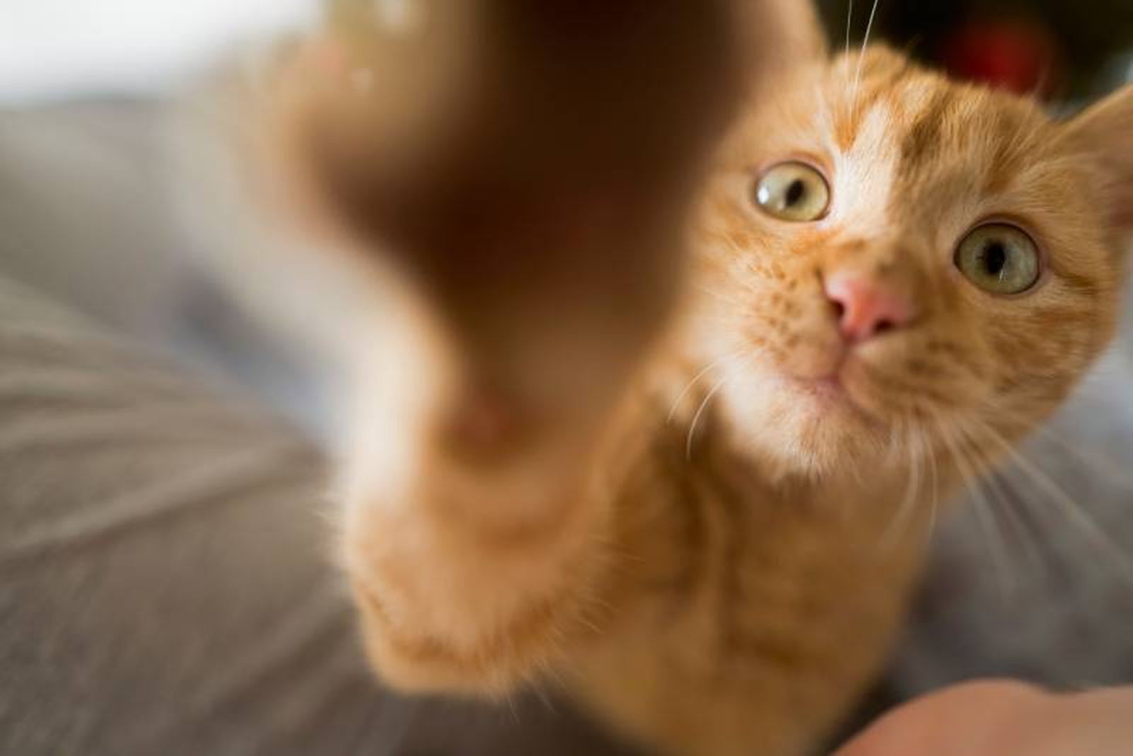 Jugar, alimentar y cuidar a tu gato naranja, además de fomentar su bienestar, ayuda a conseguir hábitos saludables y disciplinados.