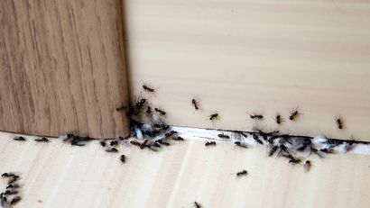 consejos para prevenir plagas en casa hormigas pulgas garrapatas bichos humedad