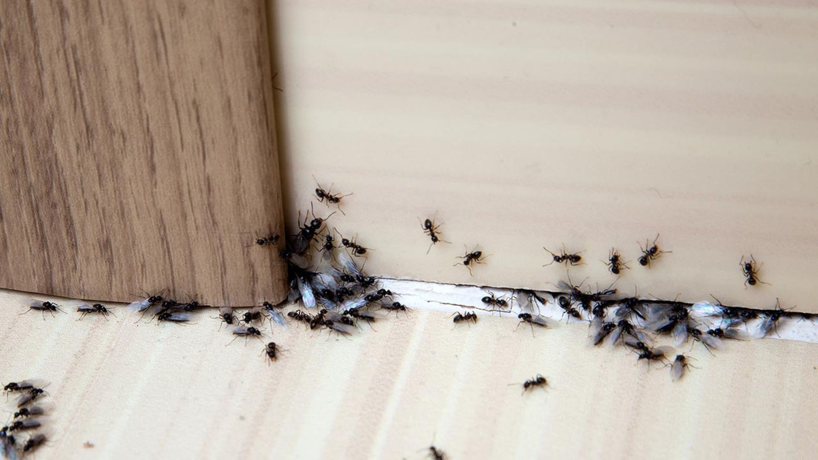 consejos para prevenir plagas en casa hormigas pulgas garrapatas bichos humedad
