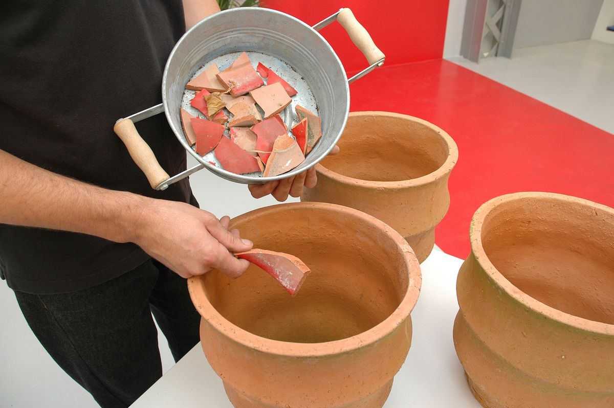 Composición con helechos y esparragueras p1