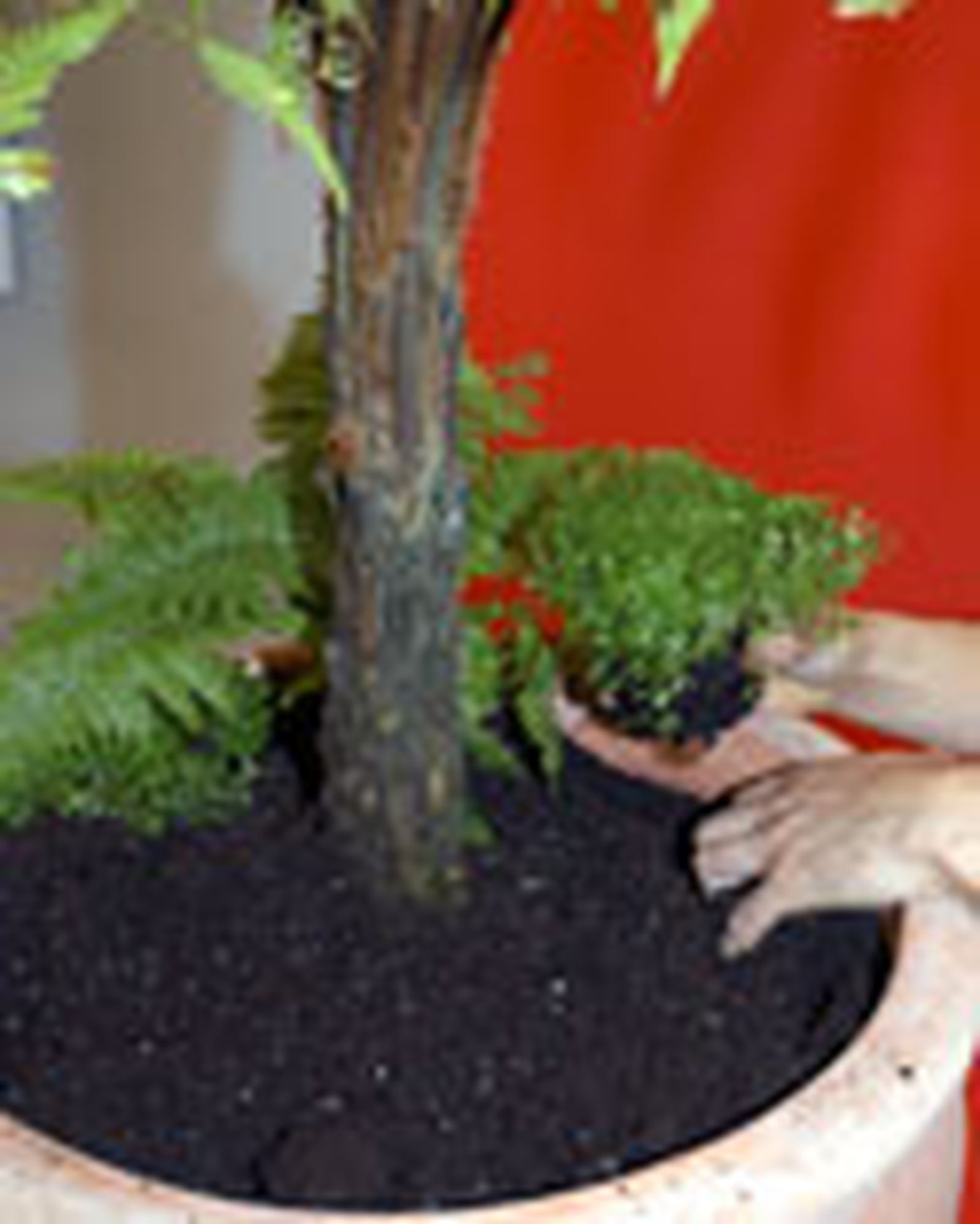 composicion Dicksonia 2 composicion Dicksonia 2