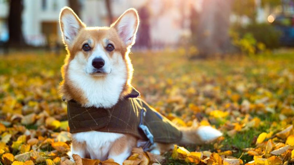 corgi gales de pembroke 8